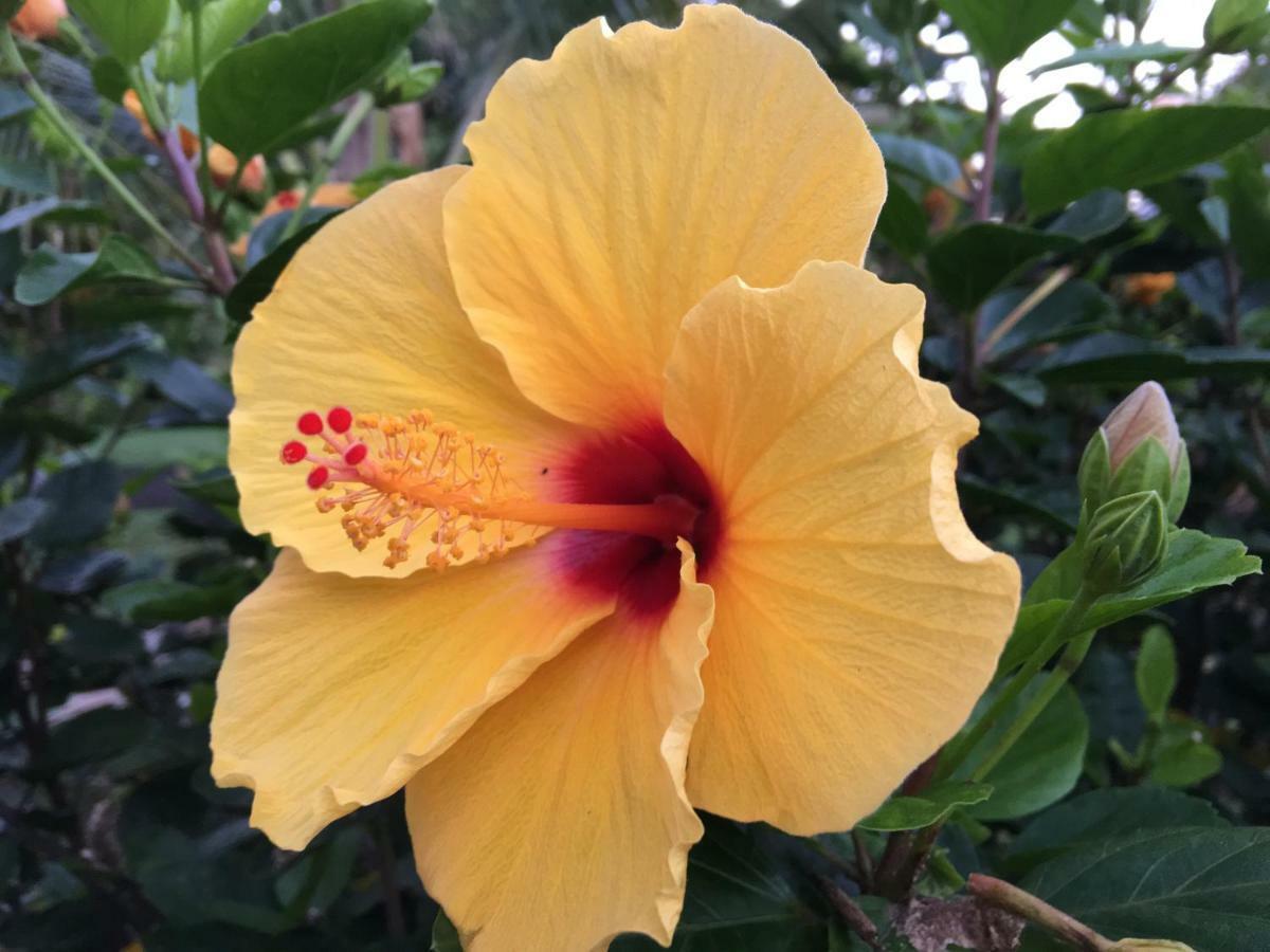 Mediteranean style Ohana Rental / Garden Bungalow in Pahoa Honolulu Landing Bagian luar foto